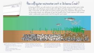 Over The Next Year And A Half We Will Be Constructing - Oysters Importance #2646923