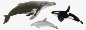 Cétacés - Cetaceans #2647999