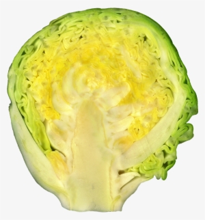 Brussel Sprout - Капуста В Разрезе #2650630