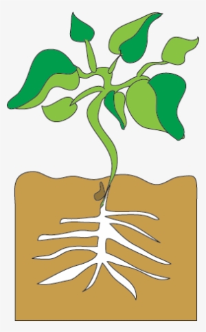 Bean Sprout Growing #2650755