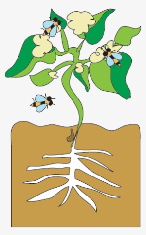 Bean Sprout Growing - Cartoon #2650756