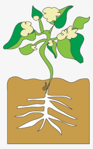 Bean Sprout Growing #2650825