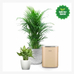 Delray Plants #2651005