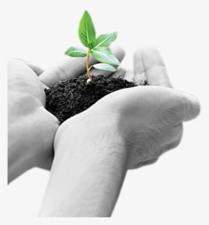 Sprout-transparent - Hand Holding Green #2651054