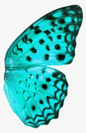 Haga Clic Aquí Para Leer En Español - Oliver Gal 'blue Butterfly' Canvas Art | Canvas Art #2651472