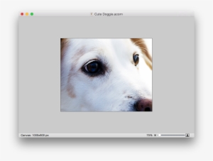 Screen Shot 2015 05 07 At - Jack Russell Dog Puppy Apple Ipad Pro 12.9 Inch Leather #2651649