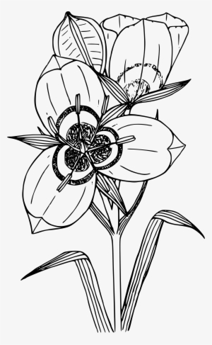 This Free Icons Png Design Of Big-podded Mariposa Lily #2651943