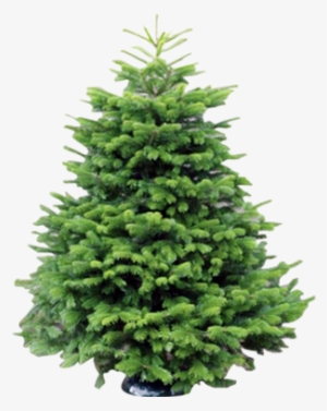 ”british - Fern File Png #2652012