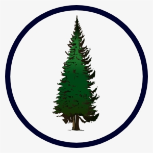 Contact Evergreen - Pine Tree Clip Art #2652786