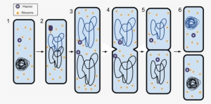 Binary Fission - 6 Steps Of Binary Fission #2653622