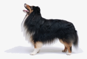 Rabies - 20-tooth Progrip Comb, Medium, Teal #2654848