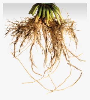 Getting To The Root Of Crop Improvements - Corn Root #2656091