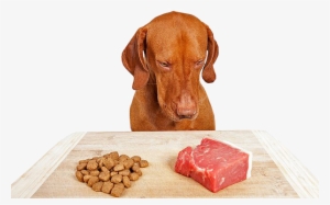 Benefit - Raw Food Diet Dog #2657041