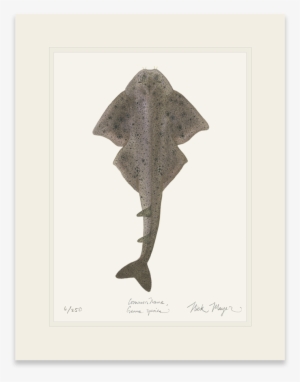 Angel Shark - Trout #2662372