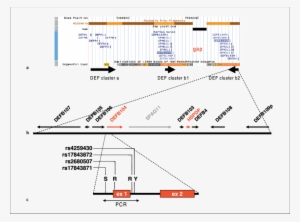 Human Def Gene Locus At 8p23 - Genome #2663275