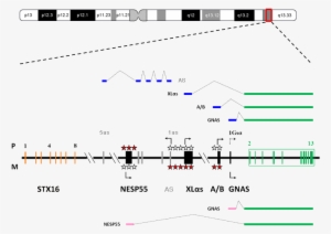 Organization And Imprinting Of The Gnas Complex Locus - Gnas Gene #2663471