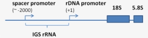 Structural Organization Of The 5'-terminal Oart Of - Diagram #2663538