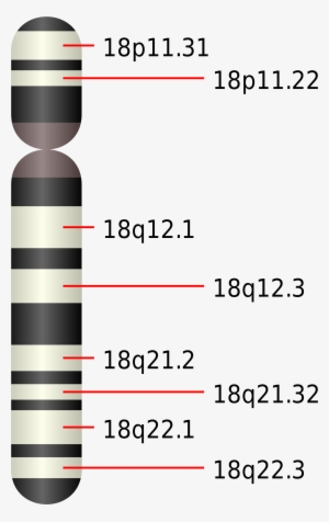 The Smad 4 Gene Is Located On The Long Arm Of The Chromosome, - Chromosome 18 Gene Map #2664046
