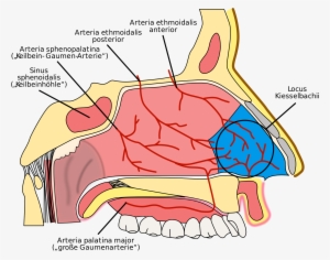 Open - Irrigacion De La Nariz #2664344