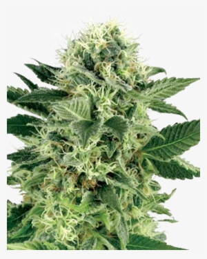 Growers Choice Northern Lights Auto #2664518