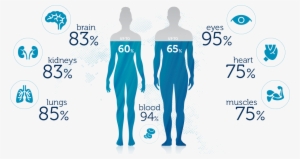 If I Drink More Water, Will I Lose Weight - Water Level In Human Body #2665553
