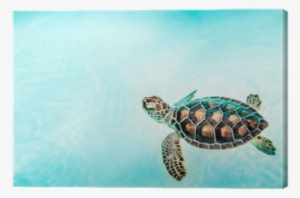 Turtle #2670435