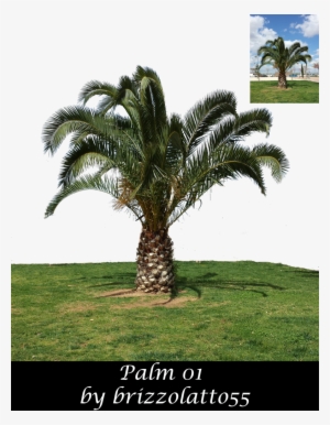 Stock Png Cut-out From An Original Photograph Taken - Attalea Speciosa #2670540