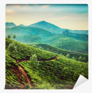 Tea Plantations Instagram Color Filter Wall Mural • - Podróżnik Journey 159x210 #2671858