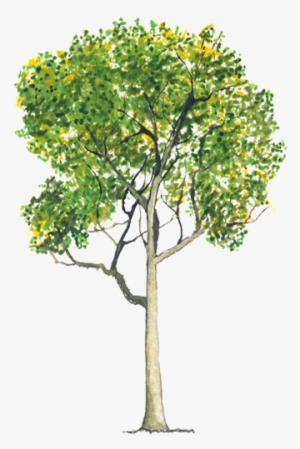 Platanus Hybrida - Platanus Hispanica Png #2672255