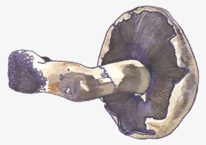 Dumpster Diving - Mushroom #2674123