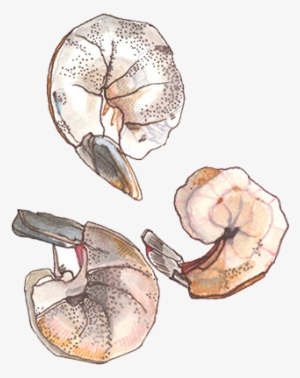 They Say That Beggars Can't Be Choosers - Shrimp #2674189