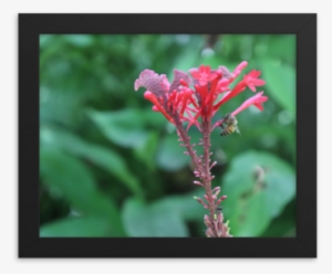 Picture An Out Of Focus Background Filled With Lush, - Canna Lily #2674298