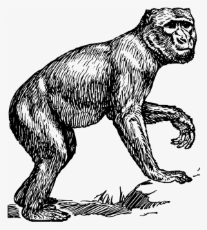 This Free Icons Png Design Of Barbary Ape #2678189
