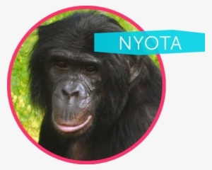 Nyota Is Our Most Thoughtful And Gentle Ape - Common Chimpanzee #2678550