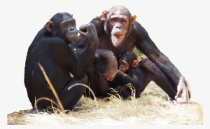 Do Apes Deserve Human Rights - Chimpanzee Transparent Png #2678981