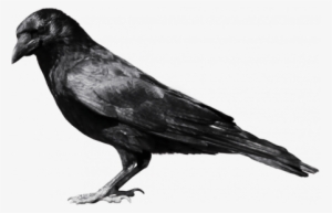 Admin Page - Crow Png #2682371