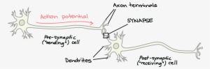 B - Cbd Neurotransmitter #2682710