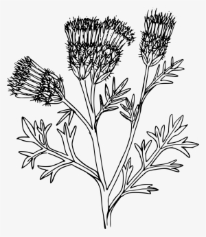 Thistle At Getdrawings Com Free For Personal - Portable Network Graphics #2683342