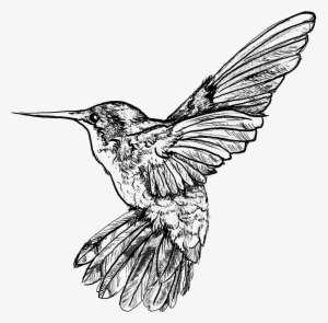 Mrsshaco - - Hummingbird Art Nouveau Bird #2683687