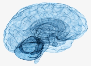 Our Approach - Neurologia De Bolsillo By M. Brandon Westover #2685238