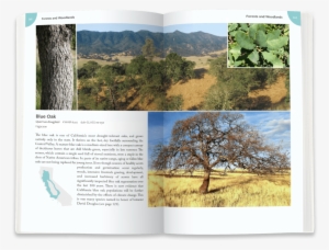 Blue Oak - Portable Network Graphics #2685911