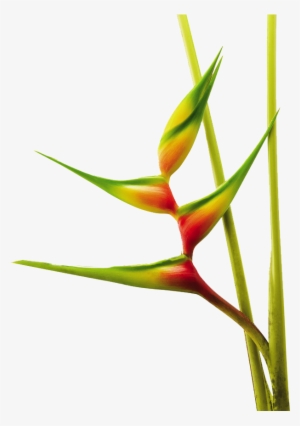 Exotic Flowers, Tropical Flowers, Jungle Flowers, Colombia, - Heliconias Png #2687905