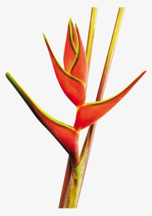 Heliconia Orthotricha Red - Lobster-claws #2687929