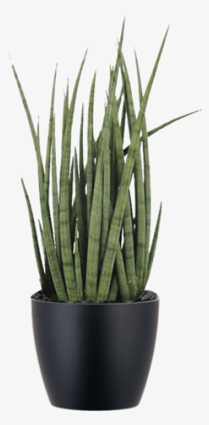 Low Light Plants - Sansevieria Cylindrica Plant #2690481