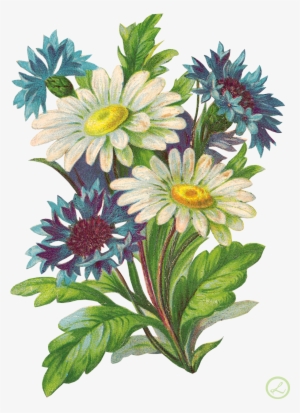 Pin By Peikita On Mixx - 3drose Bouquet Of White Daisies And Blue Bachelor Buttons #2691780 Pin By Peikita On Mixx - 3drose Bouquet Of White Daisies And Blue Bachelor Buttons #2691780