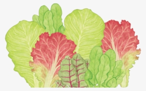 Lettuce Drawing Png - Lettuce #2692083