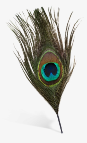 Peacock Feather Silhouette Png Download - Png Format Peacock Feather Png #2692631 Peacock Feather Silhouette Png Download - Png Format Peacock Feather Png #2692631