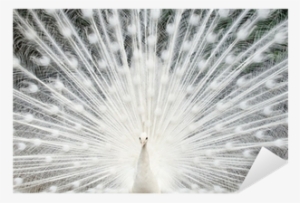 Majority Says Vinyl Record #2692777