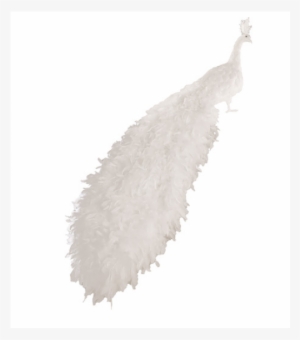 Single Peacock Feathers Png Hd Download - Peafowl #2692824