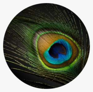Peacock - Feather #2693400